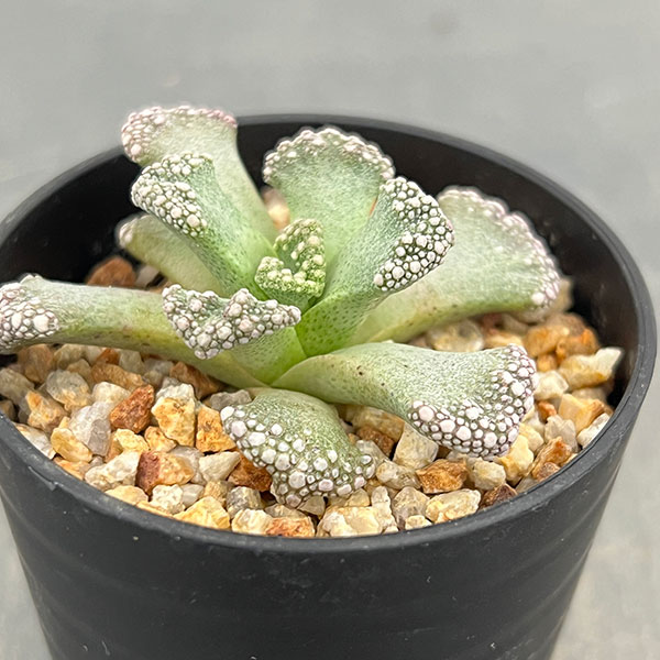 メセン：チタノプシス　カルカレア　天女　2.5号鉢植え