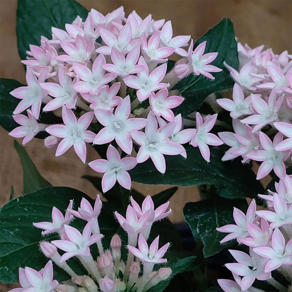 [26年5月中下旬予約]ペンタス：ポップスター　ロゼスパークル3.5号ポット