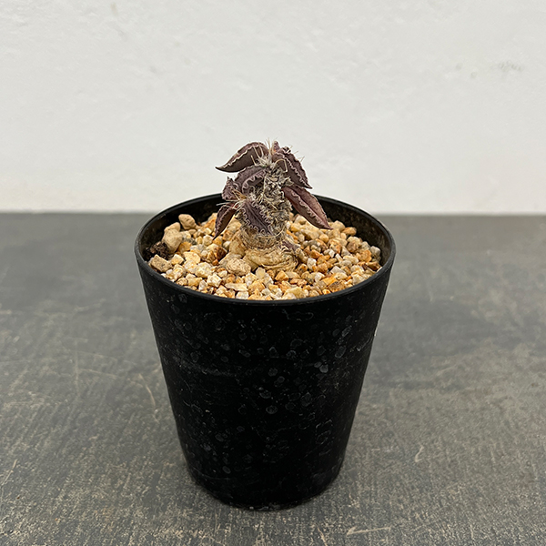 ユーフォルビア：トゥレアレンシス　2.5号鉢植え**