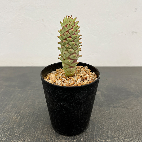 ユーフォルビア：ロンギツベルクローサ　2.5号鉢植え