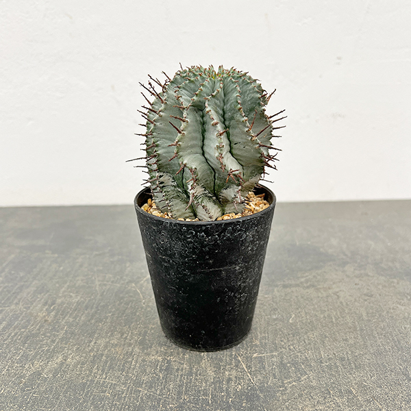 ユーフォルビア：アルバホリダ（実生・雌株）　3号鉢植え