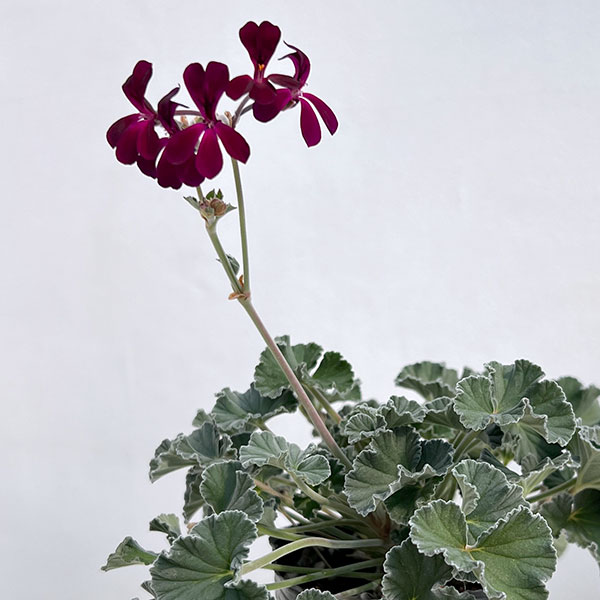 ペラルゴニウム：シドイデス イングランドバイオレット3-3.5号ポット