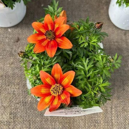 ビデンス：JuJu（ジュジュ）ブラッドオレンシ3.5号ポット