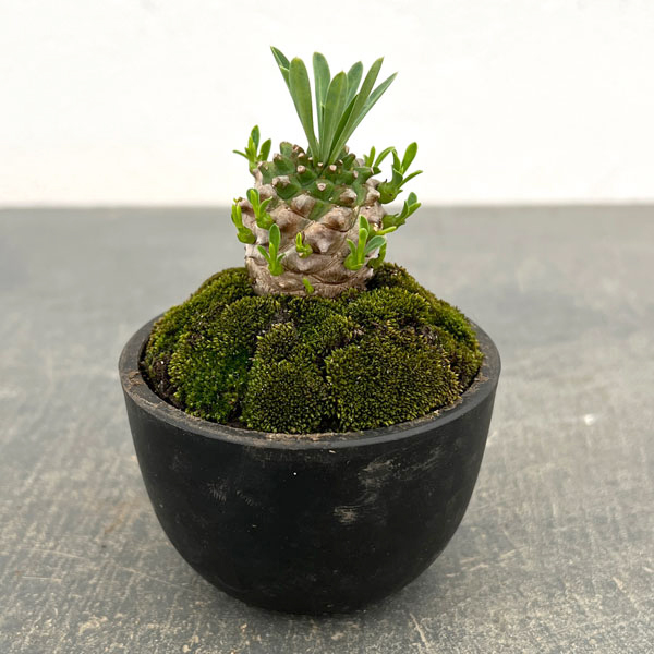 ユーフォルビア：ガビザン　2.5号盆栽風仕立て