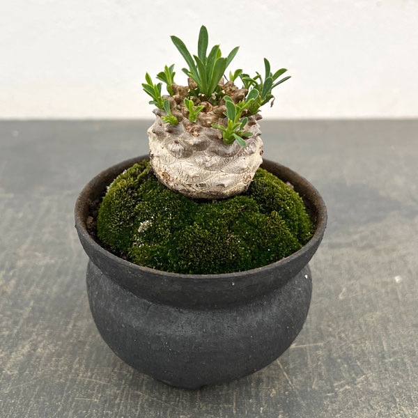 ユーフォルビア：ガビザン　3号盆栽風仕立て