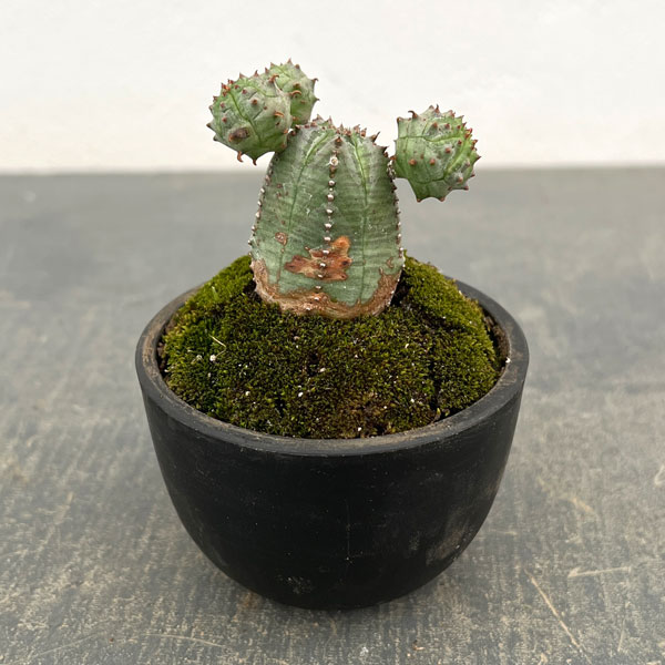 ユーフォルビア：オベサ梵天　2.5号盆栽風仕立て26-01