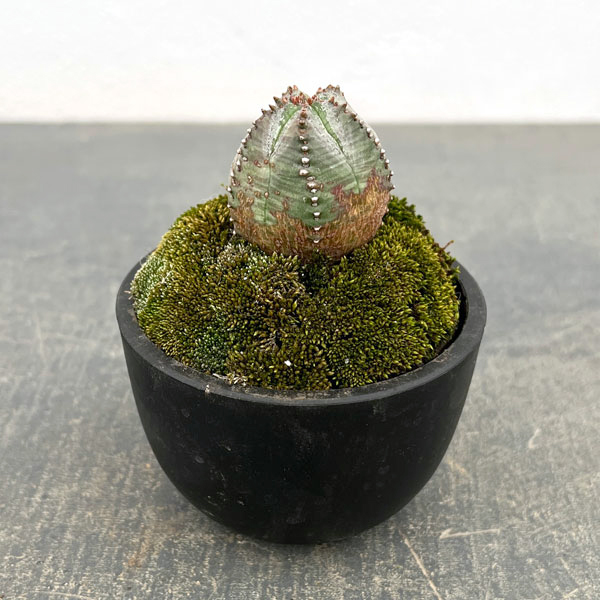 ユーフォルビア：オベサ梵天　2.5号盆栽風仕立て26-02