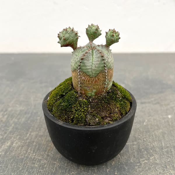 ユーフォルビア：オベサ梵天　2.5号盆栽風仕立て26-03