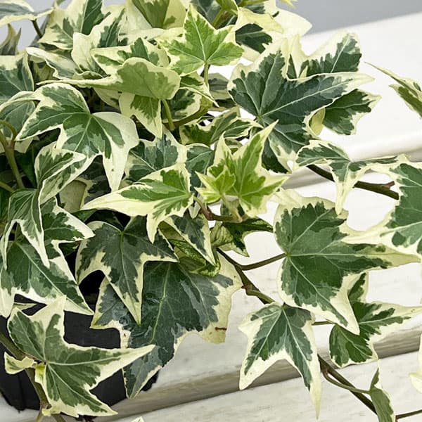 ヘデラ（アイビー）：ビクトリア3.5号ポット