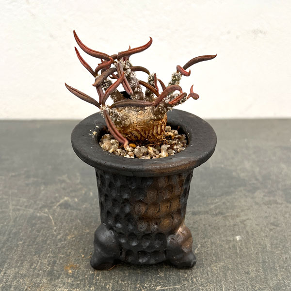 ユーフォルビア：キリンドリフォリア　2.5号陶器鉢植え26-01