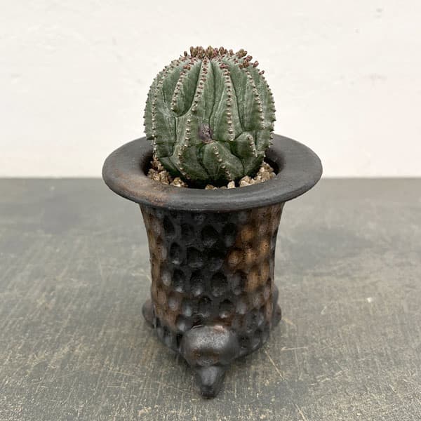 ユーフォルビア：ホリダ梵天　3号陶器鉢植え26-01