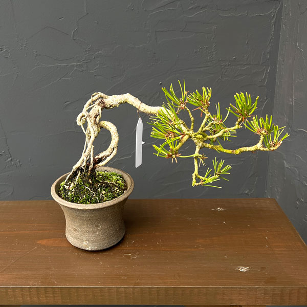 アカマツ（赤松）：小品盆栽 26-02