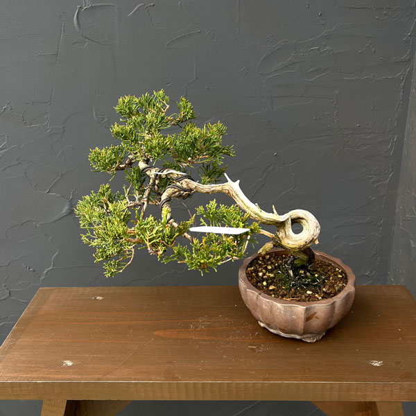 真柏（シンパク）26-01：小品盆栽