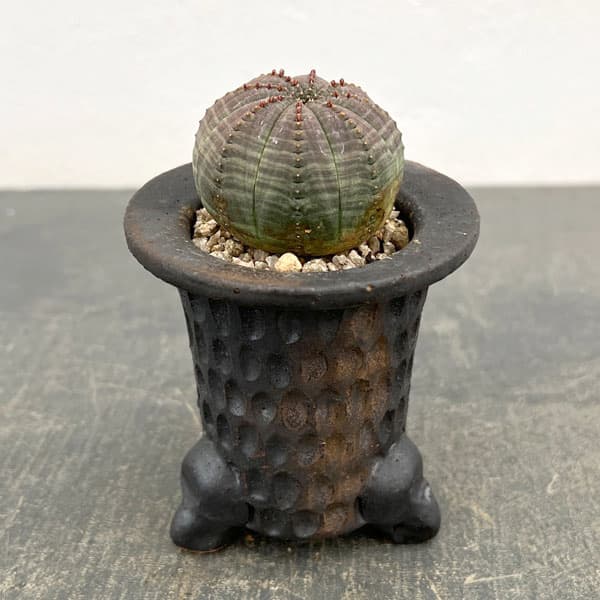 ユーフォルビア：オベサ　3号陶器鉢植え26-01