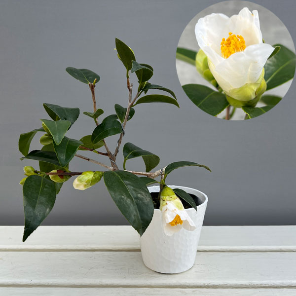 ツバキ（椿）：一休（いっきゅう）曲がり 3.5号匠鉢入り