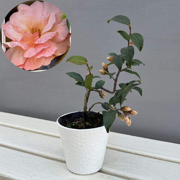 ツバキ（椿）：タイニープリンセス　曲がり 3.5号匠鉢入り