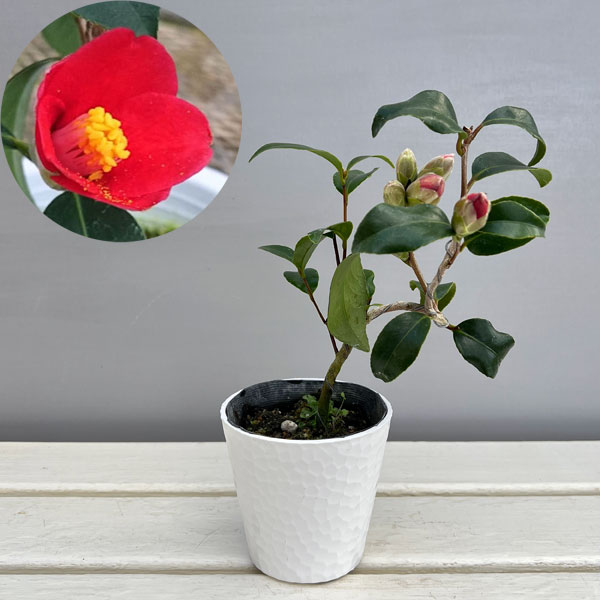 ツバキ（椿）：対馬の娘（つしまのむすめ）曲がり 3.5号匠鉢入り