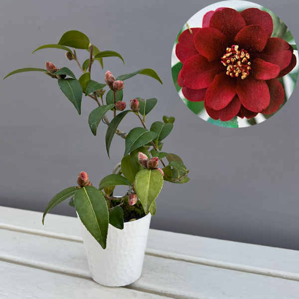 ツバキ（椿）：ゲイベイビー　曲がり 3.5号匠鉢入り