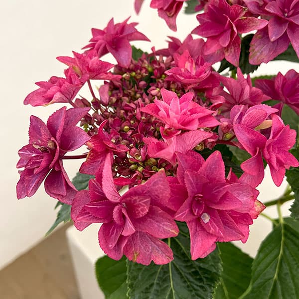 アジサイ：ルビリー（レッド・濃ピンク）4号鉢植え