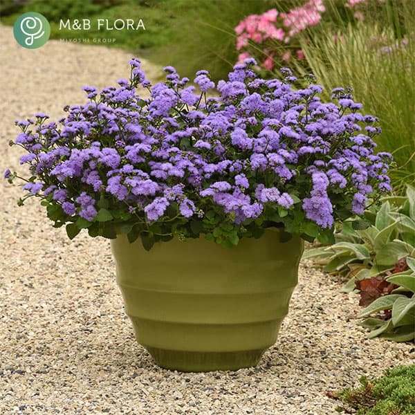 [26年4月下旬予約]アゲラタム：モナークマジック3.5号ポット