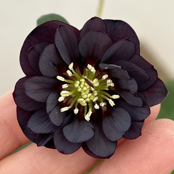 クリスマスローズ：ベーシックダブル26-95／1.5Lポット【現品販売】