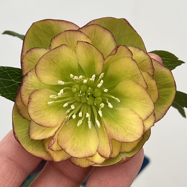 クリスマスローズ：ベーシックダブル26-97／1.5Lポット【現品販売】