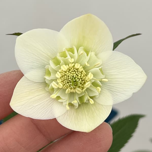 クリスマスローズ：ベーシックダブル（セミダブル）26-98／1.5Lポット【現品販売】