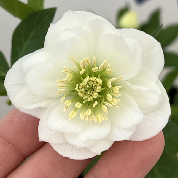 クリスマスローズ：ベーシックダブル26-102／1.5Lポット【現品販売】