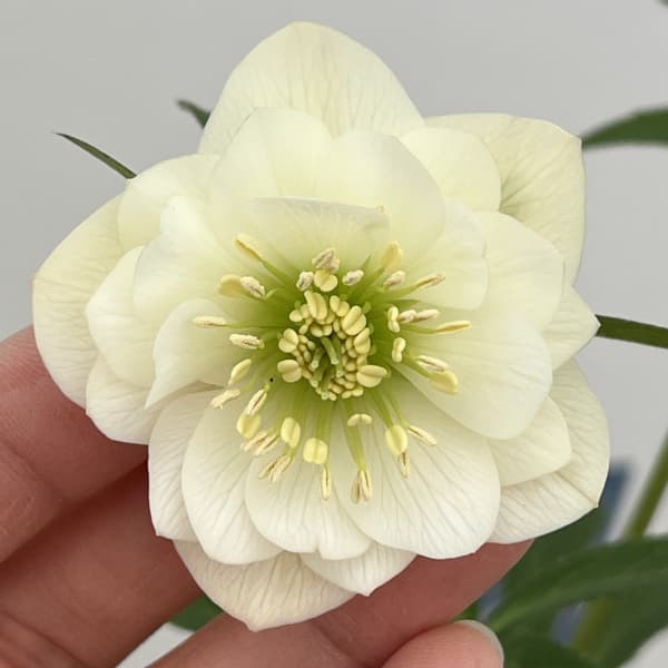 クリスマスローズ：ベーシックダブル26-104／1.5Lポット【現品販売】