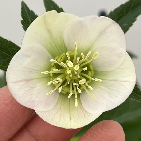 クリスマスローズ：ベーシックシングル26-28／1.5Lポット【現品販売】