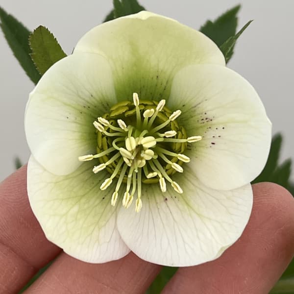 クリスマスローズ：ベーシックシングル26-29／1.5Lポット【現品販売】