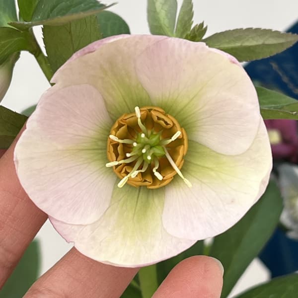 クリスマスローズ：ベーシックシングル26-31／1.5Lポット【現品販売】