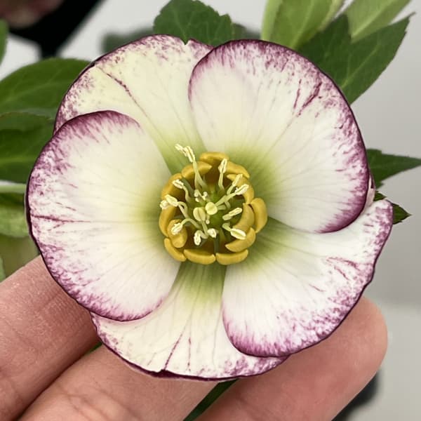 クリスマスローズ：セレクトシングル26-29　H.viridis hybrid／1.5Lポット【現品販売】