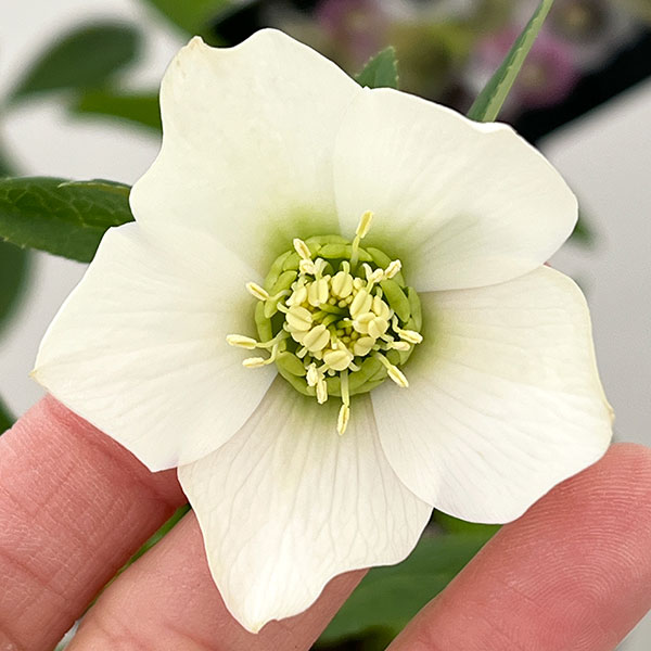 クリスマスローズ：セレクトシングル26-30　H.viridis hybrid／1.5Lポット【現品販売】