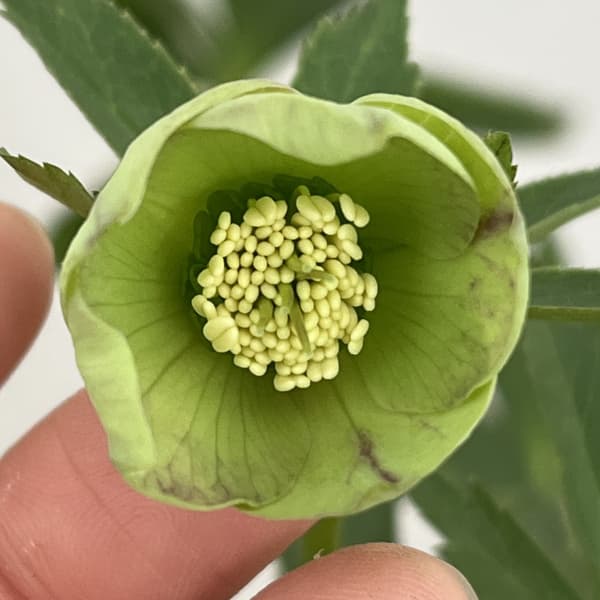 クリスマスローズ：セレクトシングル26-31／1.5Lポット【現品販売】