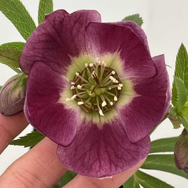 クリスマスローズ：セレクトシングル26-32／1.5Lポット【現品販売】