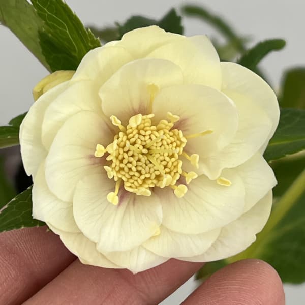 クリスマスローズ：セレクトダブル26-95／1.5Lポット【現品販売】