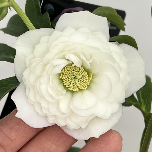 クリスマスローズ：セレクトダブル26-98／1.5Lポット【現品販売】