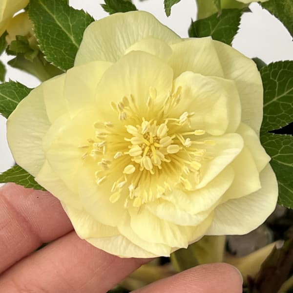 クリスマスローズ：セレクトダブル26-99／1.5Lポット【現品販売】