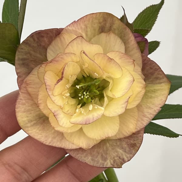 園芸ネット本店｜クリスマスローズ：セレクトダブル26-102／1.5Lポット