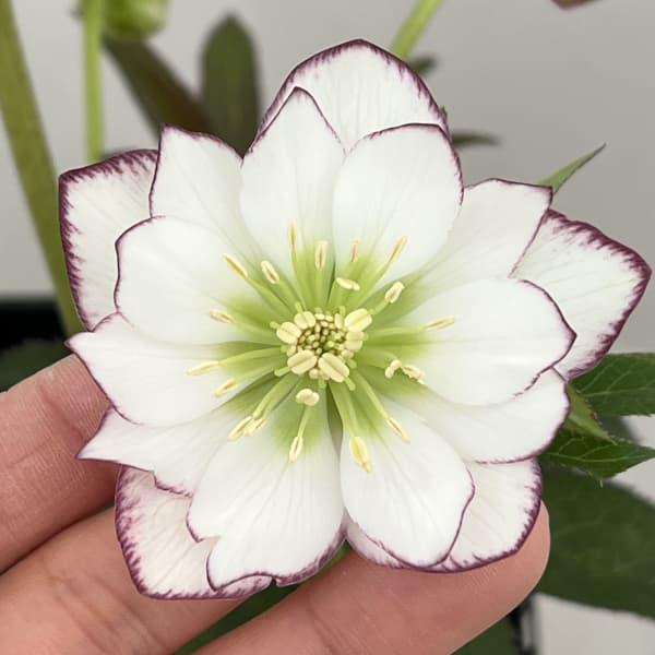 クリスマスローズ：セレクトダブル26-105／1.5Lポット【現品販売】