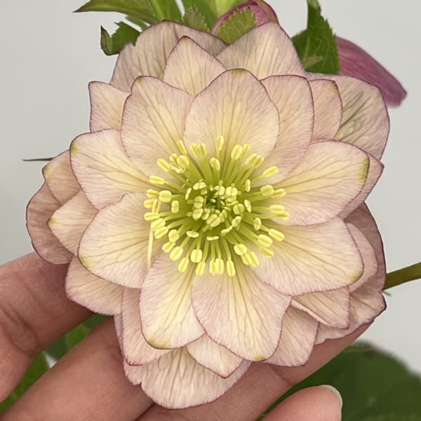 園芸ネット本店｜クリスマスローズ：セレクトダブル26-107／1.5Lポット