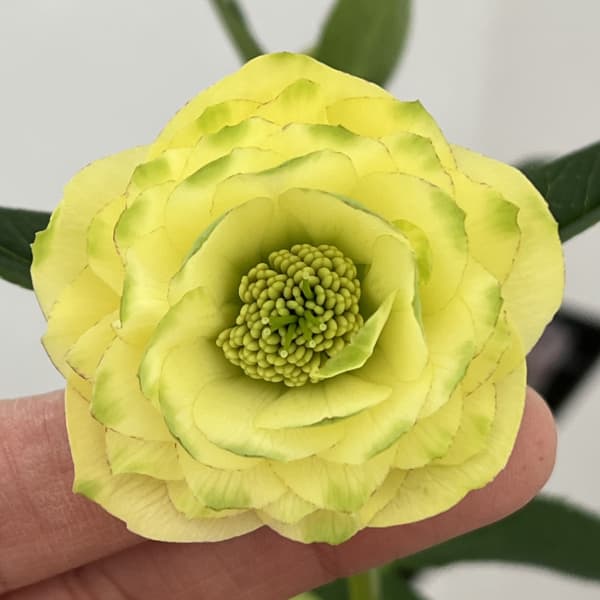 園芸ネット本店｜クリスマスローズ：セレクトダブル26-108 グリーン