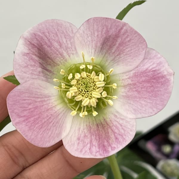 クリスマスローズ：セレクトセミダブル26-44／1.5Lポット【現品販売】