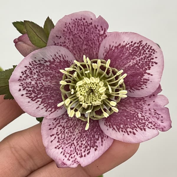 クリスマスローズ：セレクトセミダブル26-45／1.5Lポット【現品販売】