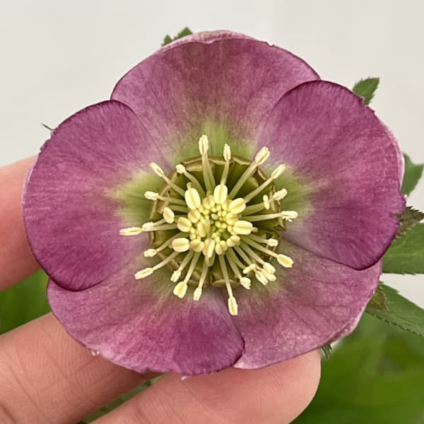 クリスマスローズ：スウィングシングル26-07／1.5Lポット【現品販売】