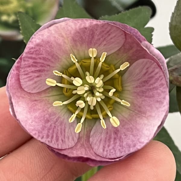 クリスマスローズ：スウィングシングル26-11　H.viridis hybrid／1.5Lポット【現品販売】