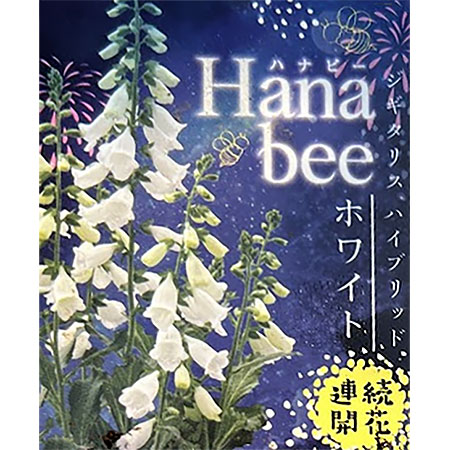 ジギタリス：ハナビーホワイト3.5号ポット*
