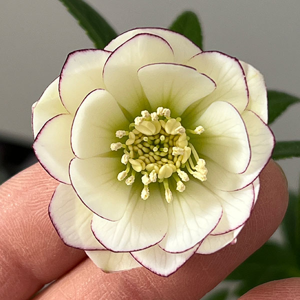 クリスマスローズ：スウィングダブル26-25／1.5Lポット【現品販売】