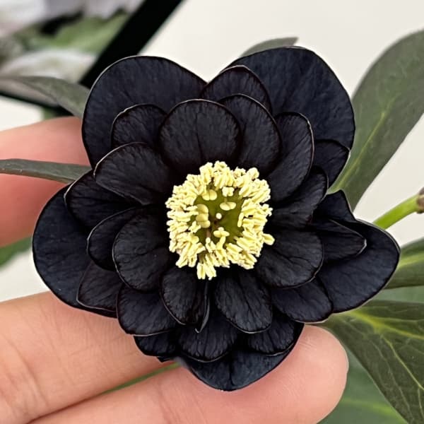 クリスマスローズ：スウィングダブル26-26／1.5Lポット【現品販売】